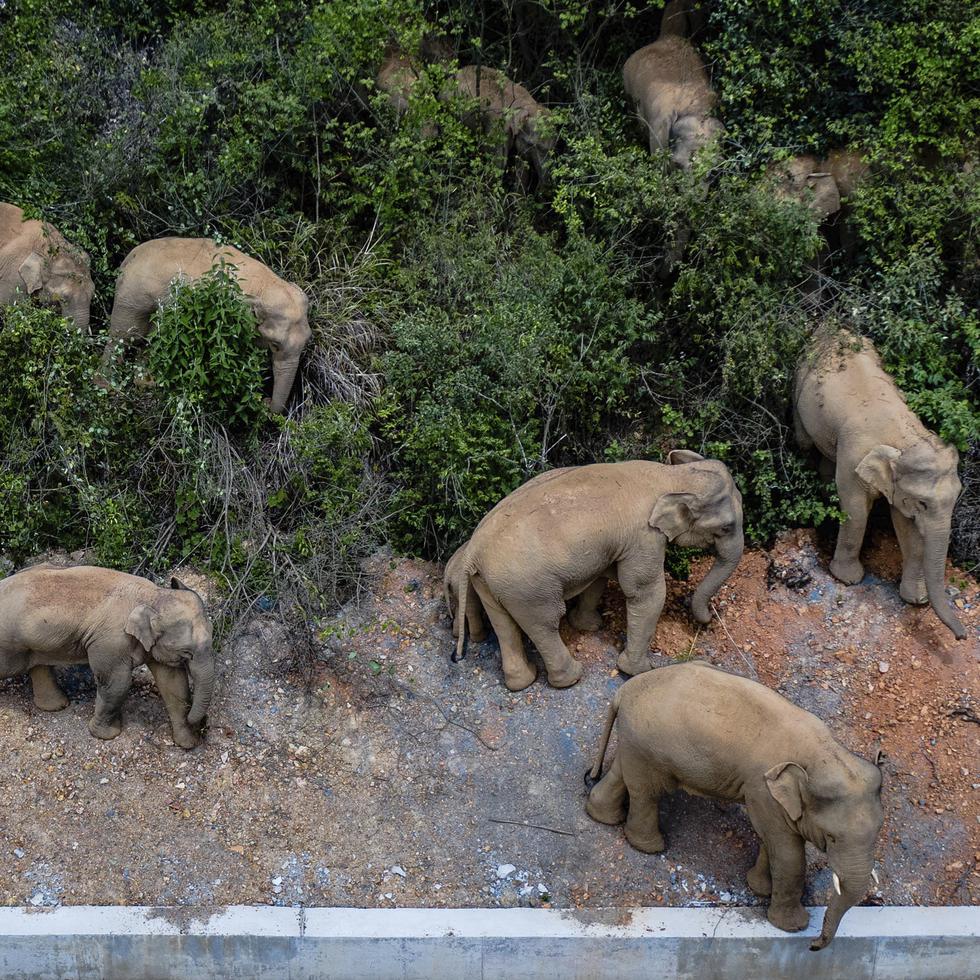 Una manada de elefantes asiáticos salvajes se encuentra en el condado de E'shan en la provincia de Yunnan, suroeste de China.