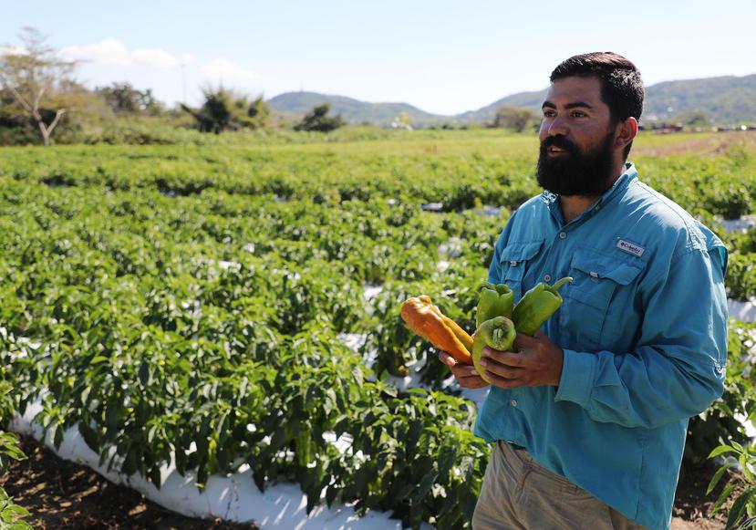 Moisés Soto, propietario de Soto Farms, produce en su finca cilantrillo, pimientos, ají dulce,  y melones sin semilla, entre otros. Abajo, Jaime Acevedo propietario de una homónima en Guánica.