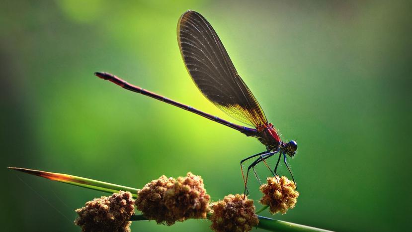 La técnica de hacerse la muerta no es única de esta especie, los científicos han observado la conducta en otros insectos como arañas e incluso en algunas moscas. (Shutterstock)