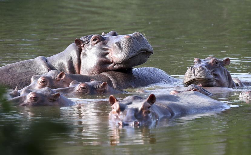 Hipopótamos flotando en una laguna de la Hacienda Nápoles, donde Pablo Escobar supo tener un verdadero zoológico con animales exóticos, hoy convertida en un parque temático. Foto del 4 de febrero del 2021. (AP Photo/Fernando Vergara)