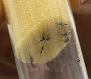 Autoridades de los cayos aprobaron el año pasado el proyecto piloto relacionado con el mosquito Aedes aegypti de patas rayadas, que no es nativo de Florida. El insecto transmite diversas enfermedades a los humanos, en particular en el archipiélago de cayos donde el año pasado se registraron docenas de casos de dengue.