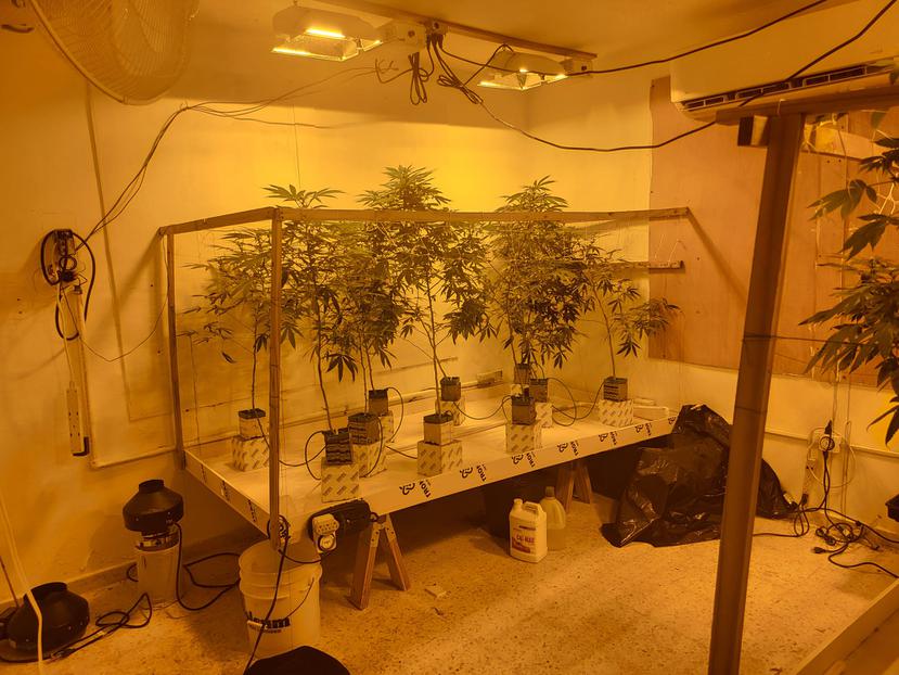 Foto suministrada por FURA que muestra parte de la cosecha de marihuana ocupada en la residencia en Caimito.