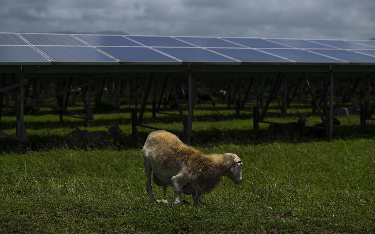 ¿Fincas agrícolas o fincas solares? Un debate al corazón de dos problemas centrales en Puerto Rico
