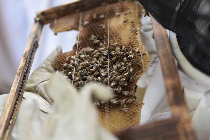 Será parte importante también de esta cumbre determinar una estrategia que se traduzca en el desarrollo de un proceso de certificación que permita la exportación de la abeja de miel de Puerto Rico.