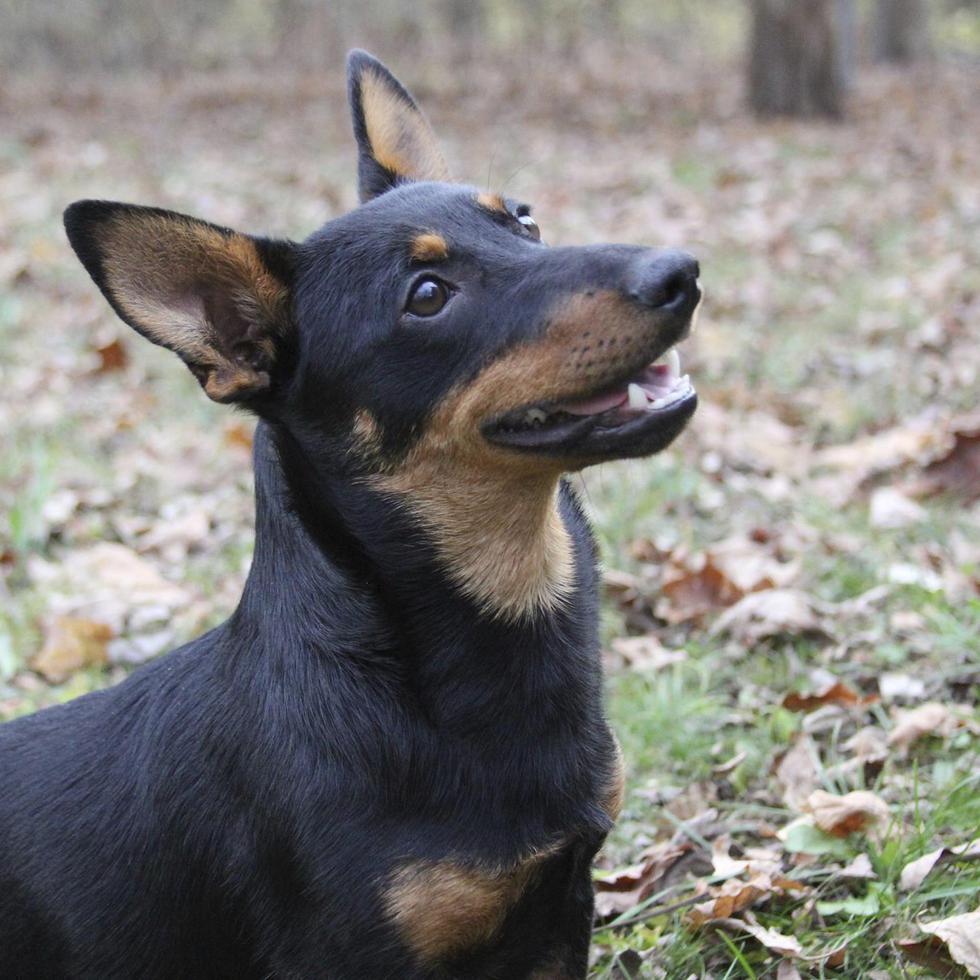 Lex, un perro de raza lancashire heeler, sentado poniendo atención en Morristown, Nueva Jersey.