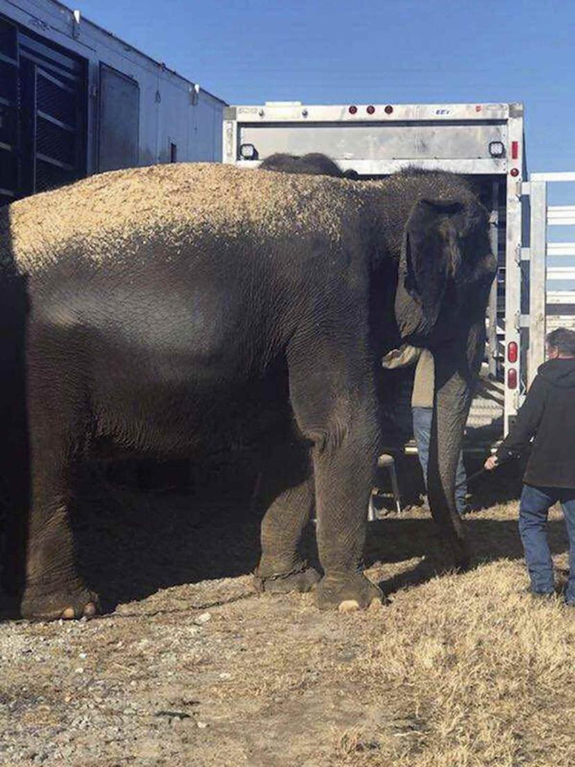 Elefantes de un circo siendo transferidos a otro remolque para ser llevados a Iowa luego que el piso del remolque en el que iban originalmente cedió.(AP)