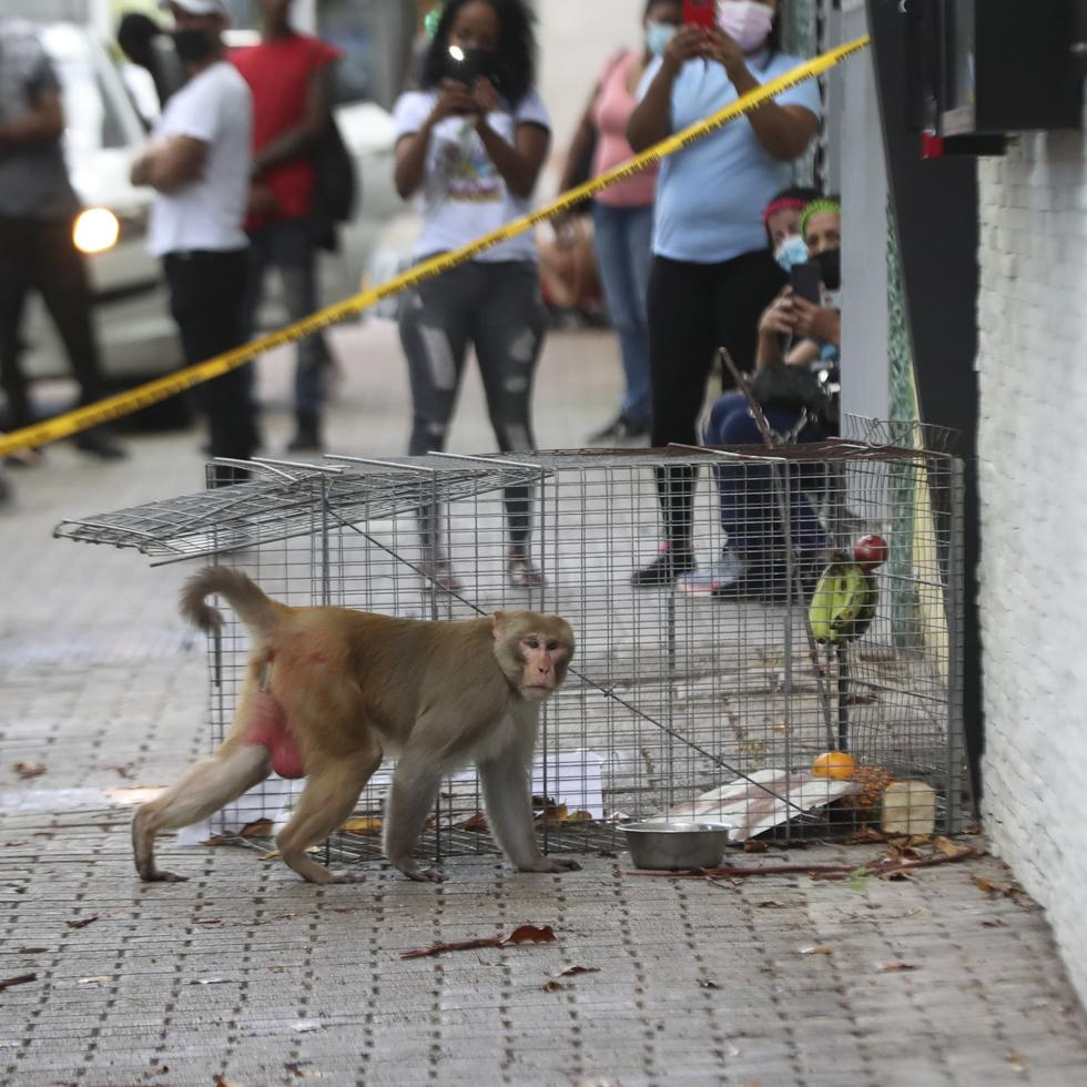 El mono rhesus cuando bajó a buscar comida dentro de las trampas y salió sin quedar atrapado.