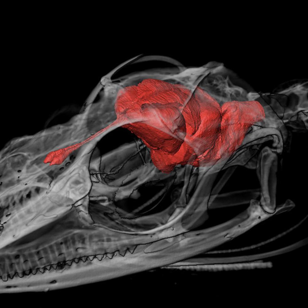 Ilustración de un CT scan de un lagartijo “Anolis cristatellus” (nativo de Puerto Rico) y la masa que se muestra en rojo es el cerebro.