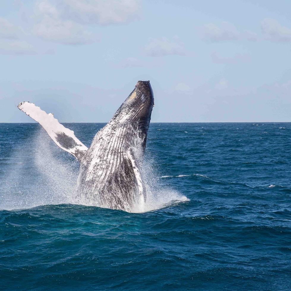 Las ballenas jorobadas llegan a aguas locales para aparearse. (Archivo)