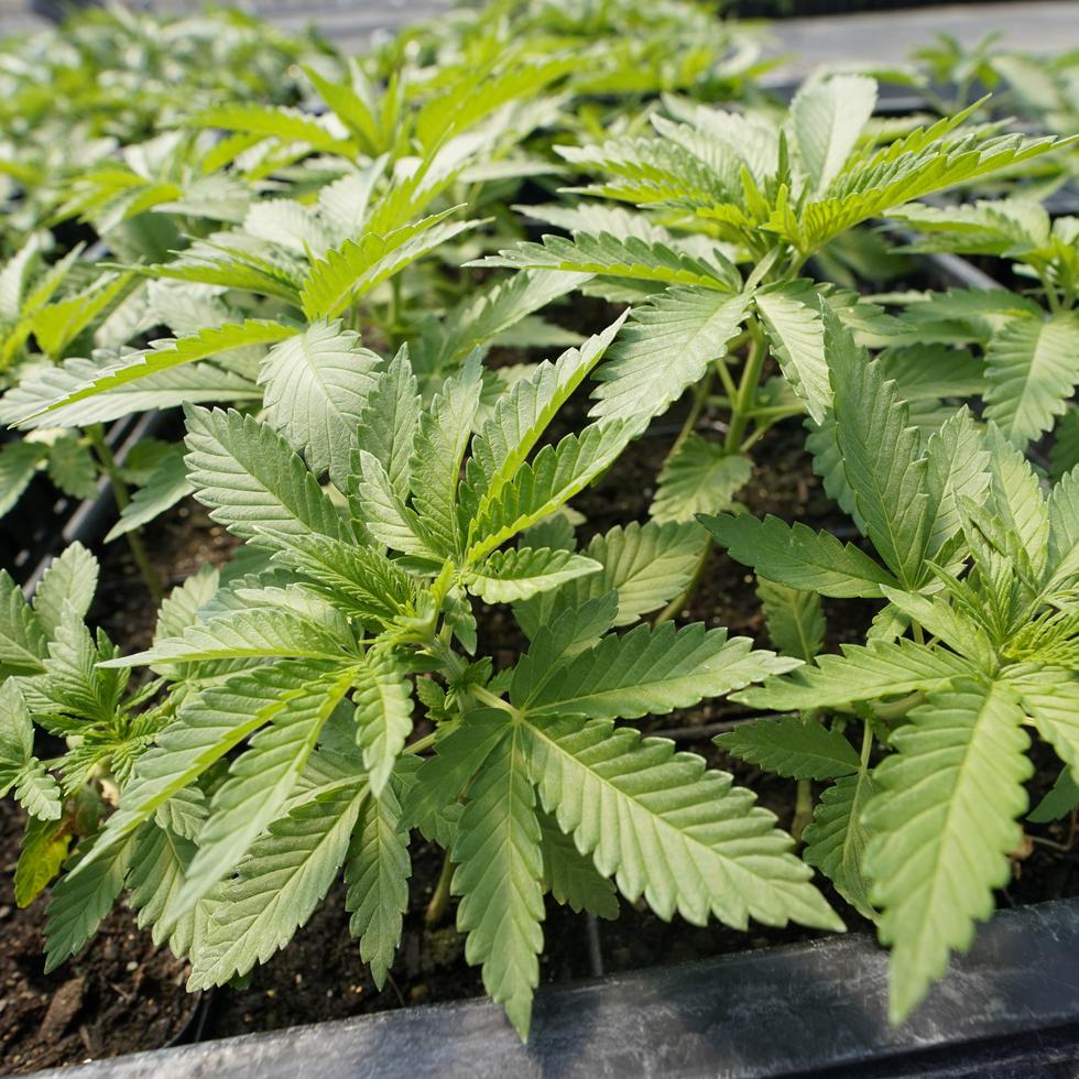 El gobenrador planteó que, aunque es deseable revisar periódicamente la política pública, la ley que regula el cannabis medicinal apenas tiene cinco años desde su aprobación.