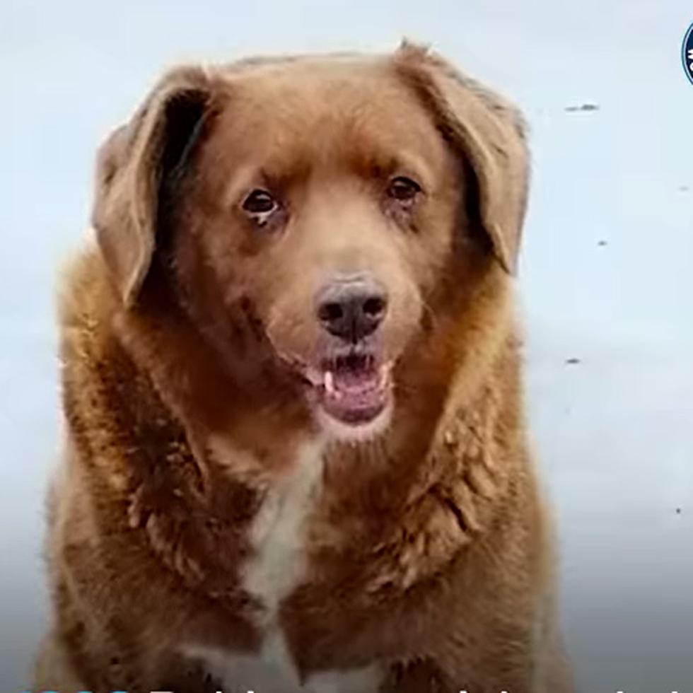 Bobi, el perro guardián que presuntamente tenía 31 años, vivió en una granja de la localidad de Conqueiros, Portugal.