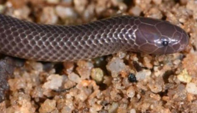 Esta serpiente vive en hábitats muy castigados por la deforestación y el cambio climático. (Zoosystematics and Evolution)