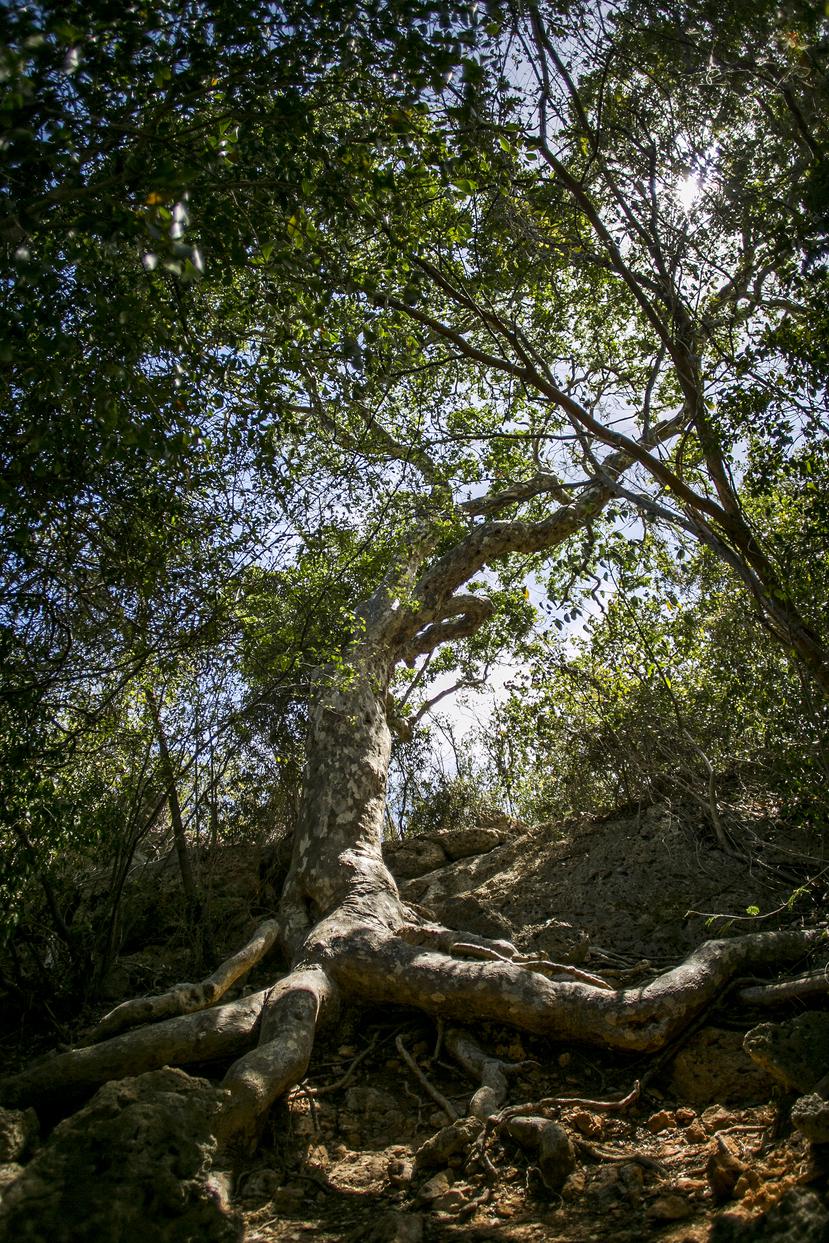 Guayacán Centenario en el Bosque Seco de Guánica.