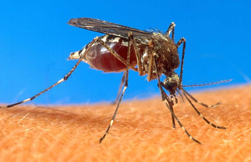 El mosquito Aedes aegypti trasmite el virus que causa el dengue y el chikungunya. (GFR Media)