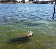Fotografía sin fecha donde aparecen unos manatíes nadando en las orillas de la bahía de Miami, Florida.