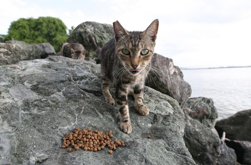 Una encuesta de 2021 identificó, al menos, 200 gatos en el Sitio Histórico Nacional de San Juan.