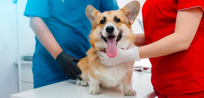 Al igual que en los humanos, las mascotas se pueden intoxicar por vía cutánea, respiratoria u oral.