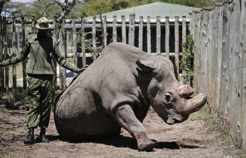 Aparte de él, hay otras dos hembras vivas, ambas hijas de Sudán, también en Ol Pejeta, pero la fecundación artificial nunca se ha intentado con rinocerontes. (AP)