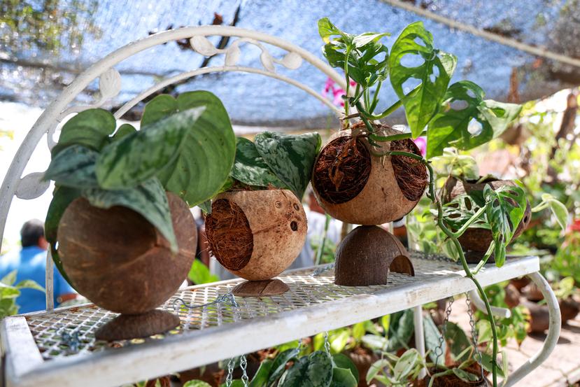 La familia Lazzu Hernandez utilizan el coco en todas sus partes, hacen tiestos, prendas, abono para plantas y postres. En la foto varias plantas con los tiestos hechos de coco.