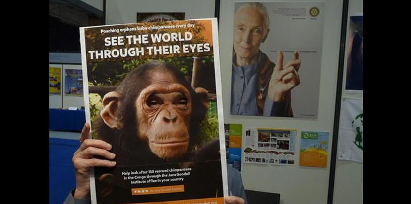 Jane Goodall empezó a estudiar a los chimpancés en 1960, observando cómo fabrican y usan herramientas, así como el parecido en su comportamiento al ser humano. (Jane Goodall Institute / Federico Bogdanowicz)