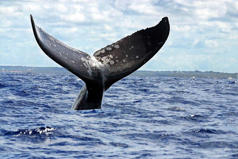 @0 ballenas fueron devueltas al mar. (GFR Media)