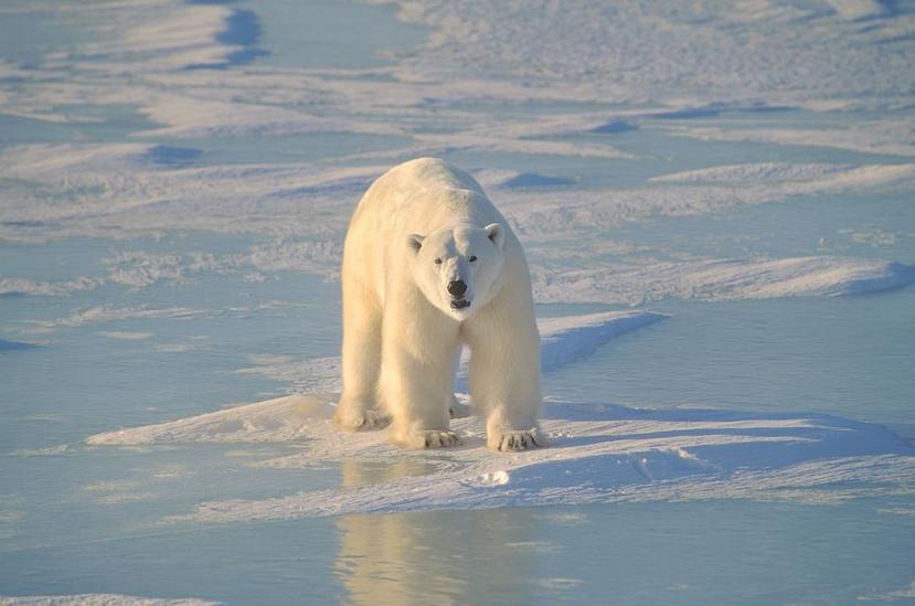 Oso polar en el hielo. (Shuttestock)