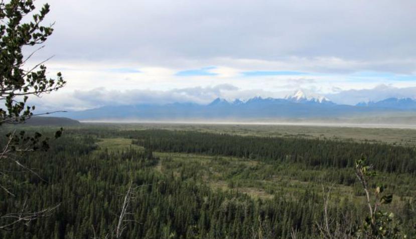 Esta fotografía del Valle del Delta del Río Interior de Alaska fue tomada desde un sitio paleoindio temprano en Beringia (Universidad de Alaska Fairbanks / Ben Potter)