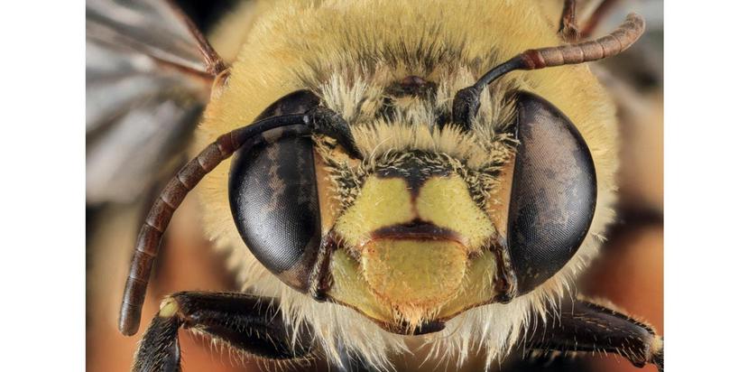 En Puerto Rico se han encontrado unas 35 especies de abeja que no son de miel y pueden anidar dondequiera, y todas son polinizadoras. (USGS Bee Inventory and Monitoring Lab)