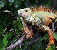 Según los expertos, en Puerto Rico, la iguana verde se encuentra en un ambiente muy similar a su rango nativo.