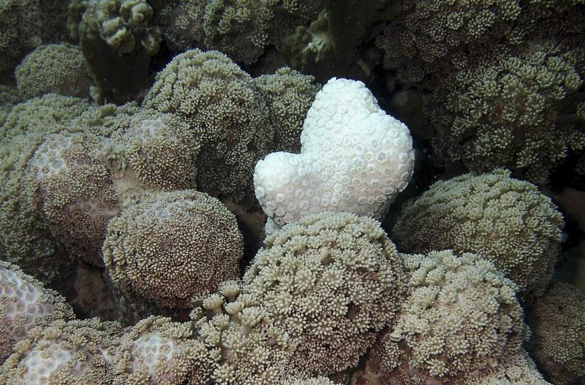 Los arrecifes de coral llanos son mayormente afectados por la sobrepesca, ya sea por la captura de peces y crustáceos que viven en estas poblaciones para la alimentación, así como cuando embarcaciones lanzan sus anclas contra estos. (Agencia EFE)