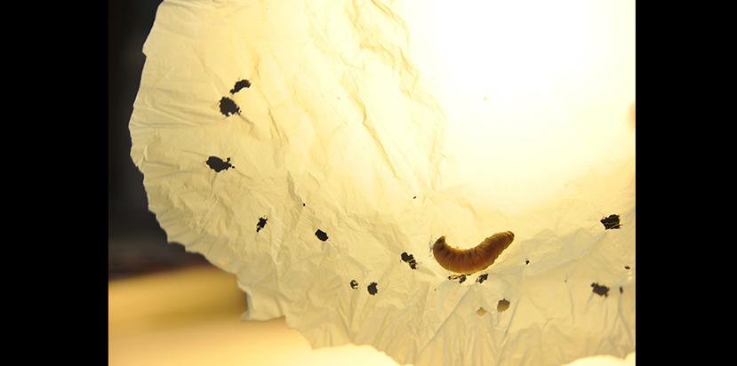 El gusano de la cera es capaz de biodegradar el plástico con rapidez. (www.csic.es)