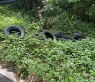 Varios neumáticos en el bosque nacional El Yunque.