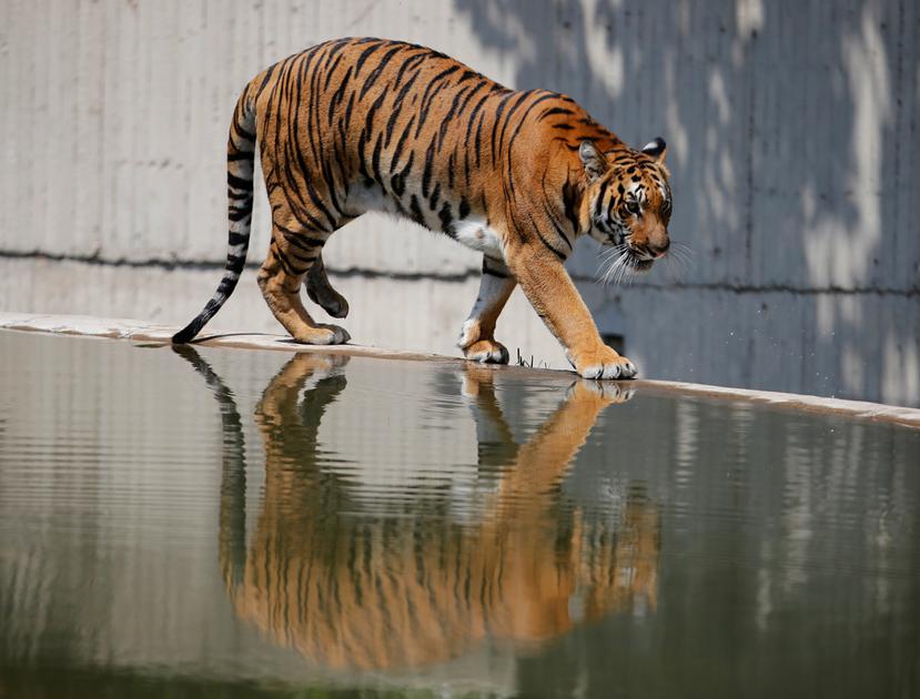 Fotografía de archivo de una vista de un tigre en un zoológico en Florida, Estados Unidos.