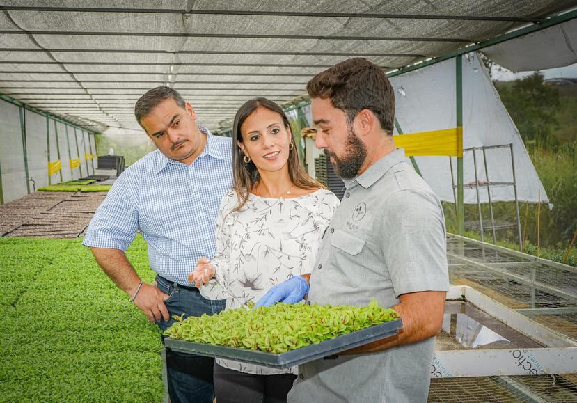 Desde la izquierda: Alfredo del Valle, director de Exportación de  Heineken; Jolliam Berríos, gerente de Mercadeo  de Licores & Cervezas de Méndez & Co; y Gabriel Mejía, dueño de TrueLeaf Farms. (Suministrada)