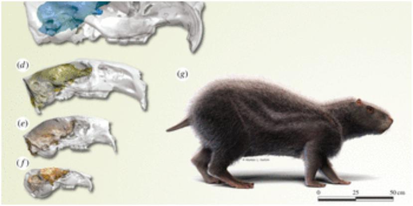 Esta rata prehistórica pesaba 176 libras y tenía un cerebro diminuto. (The Royal Society)