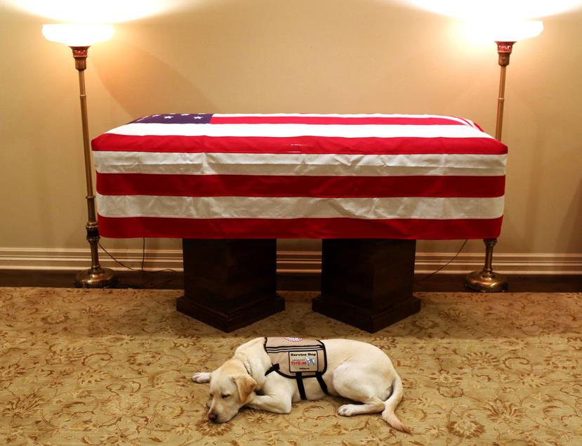Sully permaneció acostado frente al ataúd del expresidente Bush. (AP)