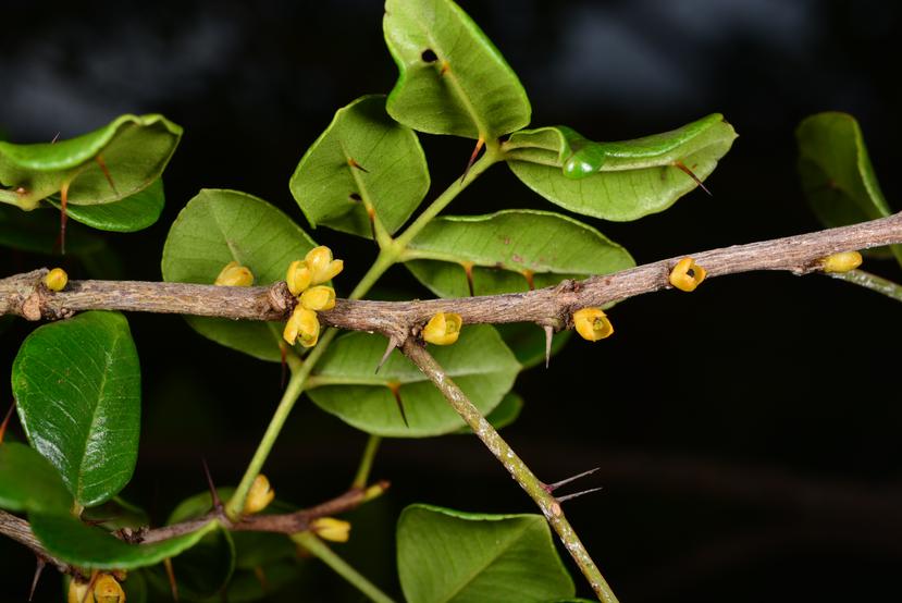 La especie Zanthoxylum thomasianum es una particular planta espinosa, que crece como un arbusto o pequeño árbol. (Omar Monsegur Rivera)
