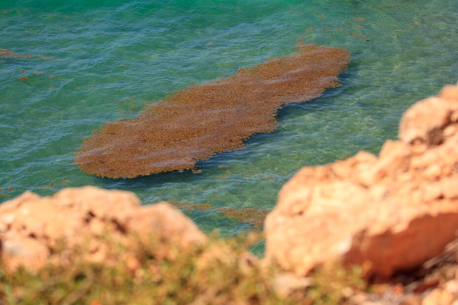 En las costas de Puerto Rico predomina la llegada de dos tipos de especies de sargazo, cuyos nombres científicos son Sargassum Fluitans y S Natans. Este tipo de algas pardas son aptas para la vida pelágica, es decir, para la vida libre en el océano a merced de las corrientes de agua.