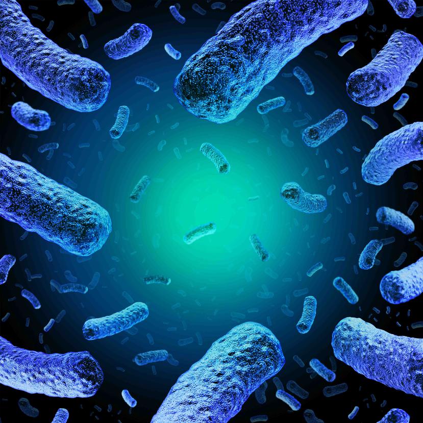 La listeria es una bacteria que causa trastornos generalmente leves en gente sana. (Shutterstock)
