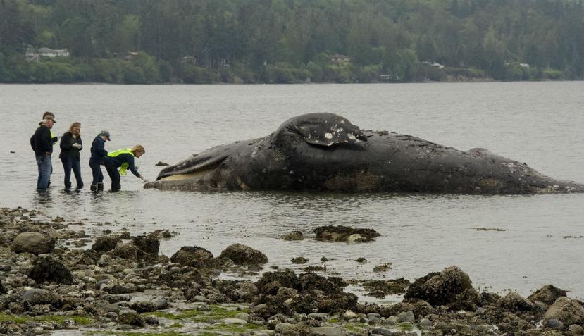Autoridades examinan una ballena en descomposición que llega a la costa en Port Ludlow, Washington (AP).