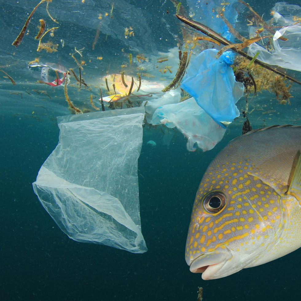 Estudios diversos documentan la nocividad de los microplásticos en especies marina y también en los seres humanos (Shutterstock)