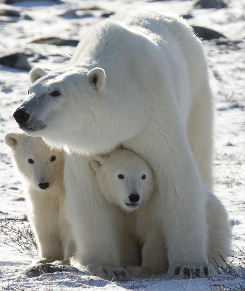 Se culpa a los gases de invernadero por el cambio climático que reduce la capa de hielo marino en el hábitat del oso durante el verano boreal.