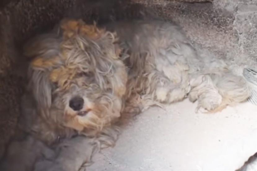 El perro sobrevivió a los trágicos incendios y estaba cubierto en cenizas. (Captura / YouTube)