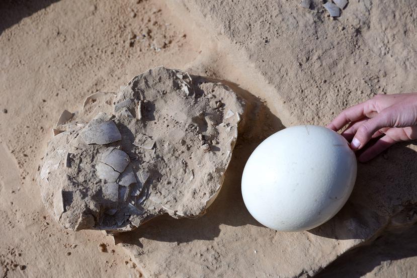 Imagen tomada durante hallazgo de huevos de avestruz en un desierto de Israel.