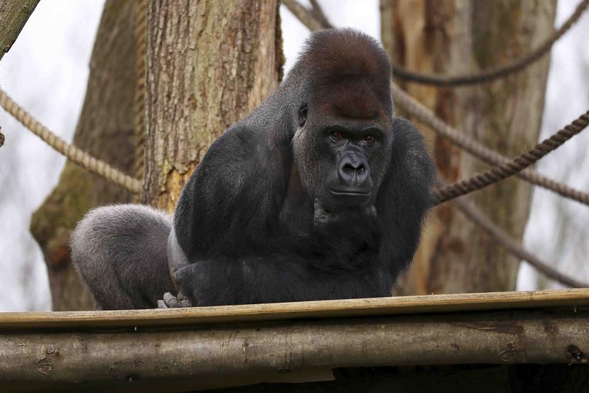 La población deL gorila oriental del Congo ha caído un 77 por ciento en una generación, pasando de 16,900 antes de la guerra a solo 3,800 ahora. (AP)