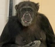 Mara, la chimpancé de más de 30 años, se encuentra "activa y curiosa" en un santuario del Zoológico de Indianápolis.