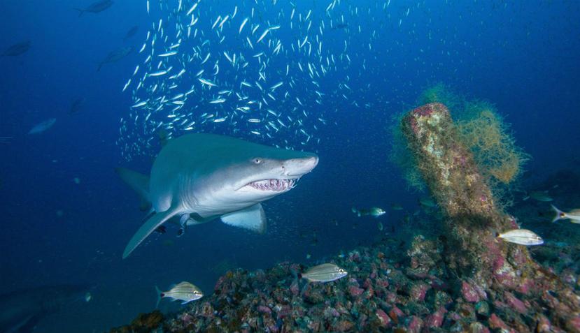 Los tiburones tigre del Golfo de México comen pájaros terrestres que tienen algún problema cuando vuelan sobre el océano (EFE).