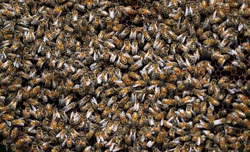 Las abejas silvestres aportan de manera gratuita miles de dólares a la economía al polinizar. (GFR Media)