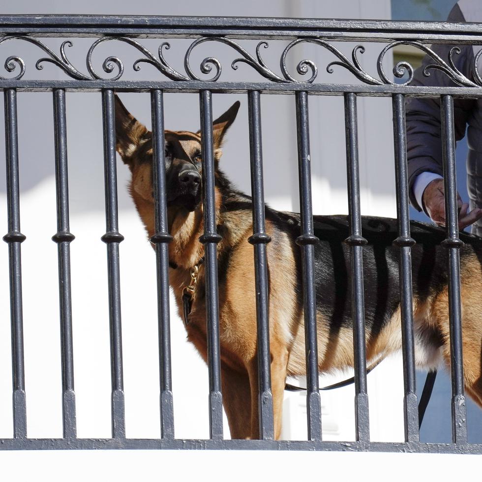 Commander, el perro de la familia Biden, en la Casa Blanca en Washington, el 21 de noviembre de 2022.