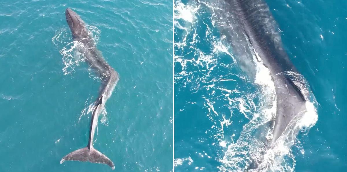 Impactante vídeo de una ballena con escoliosis